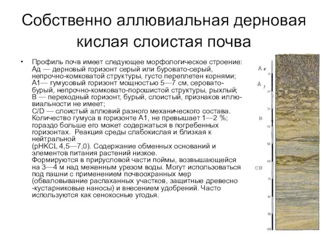 Собственно аллювиальная дерновая кислая слоистая почва Профиль почв имеет следующее морфологическое