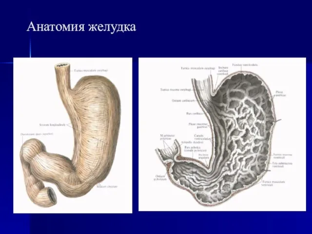 Анатомия желудка