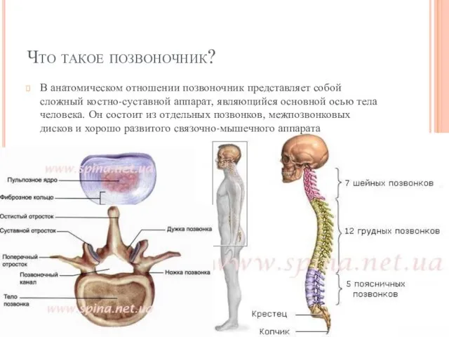 Что такое позвоночник? В анатомическом отношении позвоночник представляет собой сложный костно-суставной