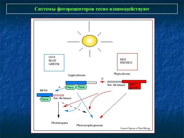 Системы фоторецепторов тесно взаимодействуют