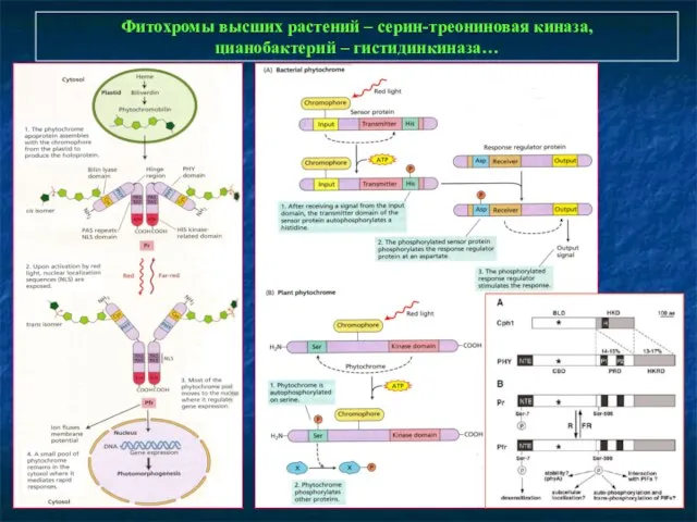 Фитохромы высших растений – серин-треониновая киназа, цианобактерий – гистидинкиназа…