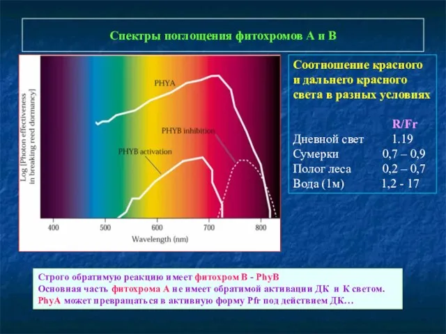 Спектры поглощения фитохромов А и В Соотношение красного и дальнего красного