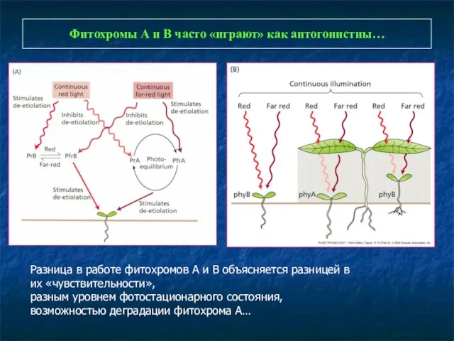 Фитохромы А и В часто «играют» как антогонистиы… Разница в работе