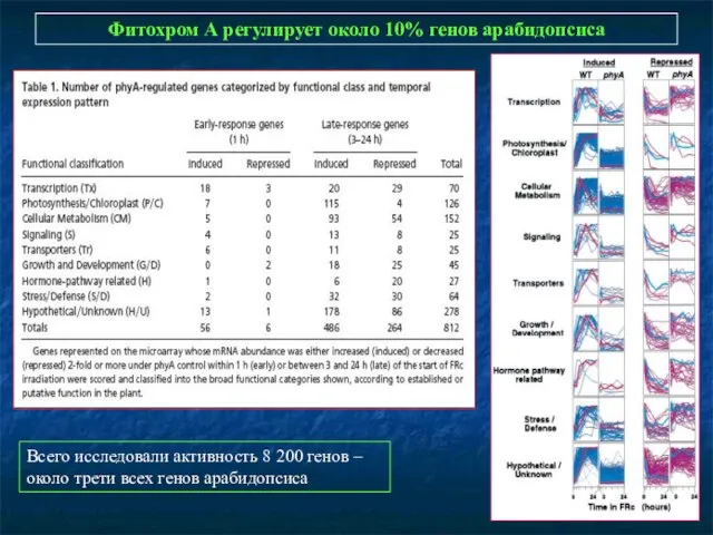 Фитохром А регулирует около 10% генов арабидопсиса Всего исследовали активность 8