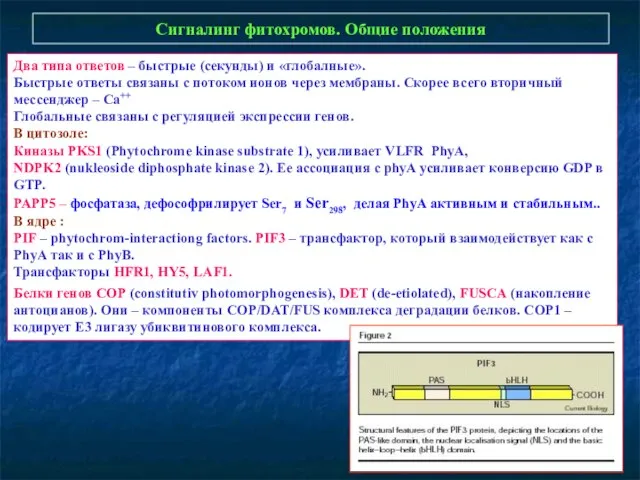 Сигналинг фитохромов. Общие положения Два типа ответов – быстрые (секунды) и