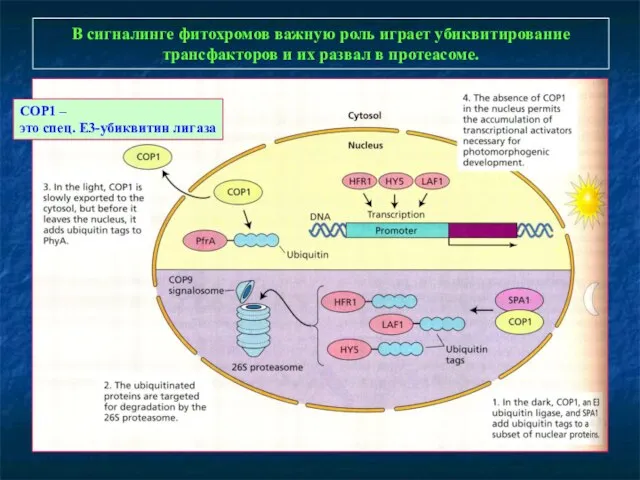 В сигналинге фитохромов важную роль играет убиквитирование трансфакторов и их развал