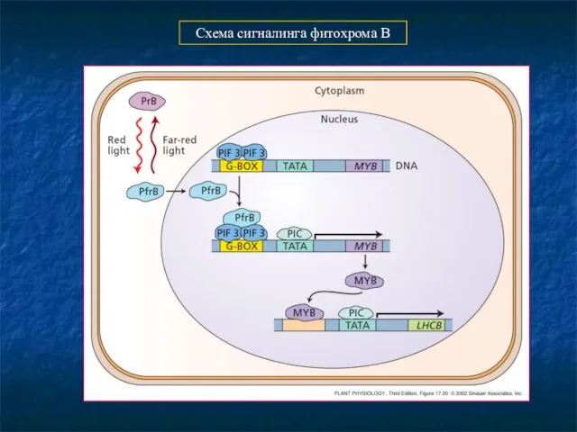 Схема сигналинга фитохрома В