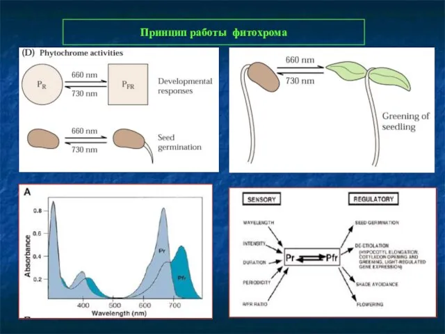Принцип работы фитохрома