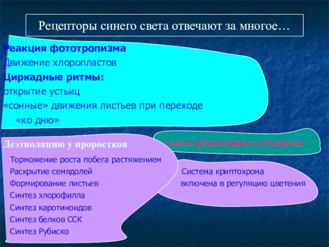 Рецепторы синего света отвечают за многое… Реакция фототропизма Движение хлоропластов Циркадные