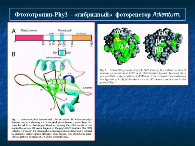 Фтототропин-Phy3 – «гибридный» фоторецетор Adiantum.