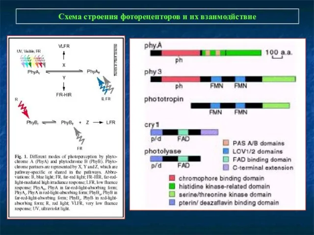 Схема строения фоторецепторов и их взаимодйствие