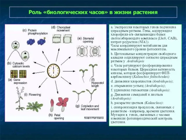 Роль «биологических часов» в жизни растения а. Экспрессия некоторых генов подчинена