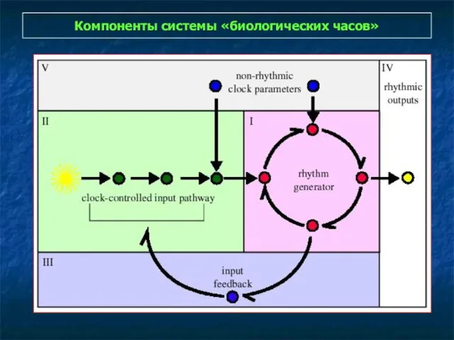 Компоненты системы «биологических часов»