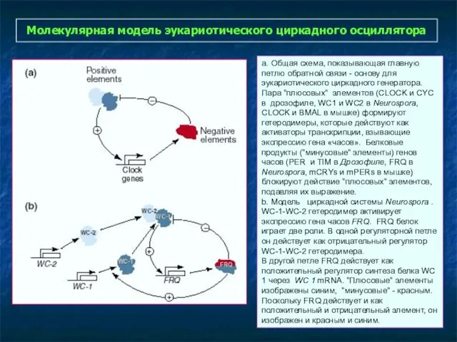 Молекулярная модель эукариотического циркадного осциллятора a. Общая схема, показывающая главную петлю