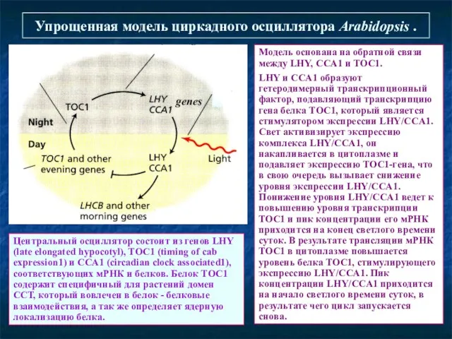 Упрощенная модель циркадного осциллятора Arabidopsis . Модель основана на обратной связи