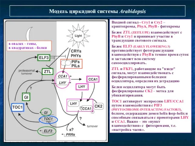 Модель циркадной системы Arabidopsis Входной сигнал - Сry1 и Сry2 –