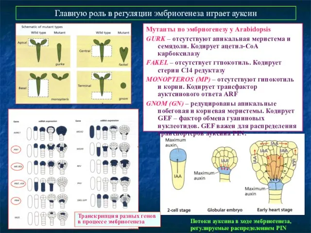 Главную роль в регуляции эмбриогенеза играет ауксин Мутанты по эмбриогенезу у