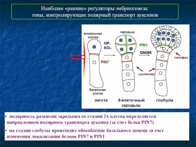 Наиболее «ранние» регуляторы эмбриогенеза: гены, контролирующие полярный транспорт ауксинов полярность развития