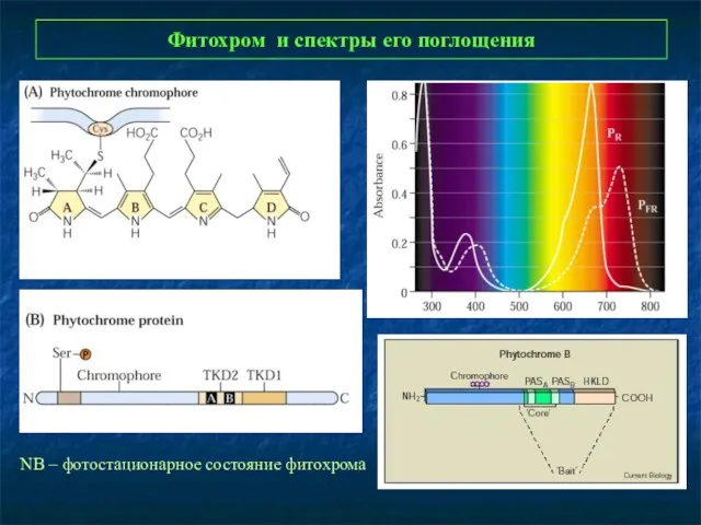 Фитохром и спектры его поглощения NB – фотостационарное состояние фитохрома