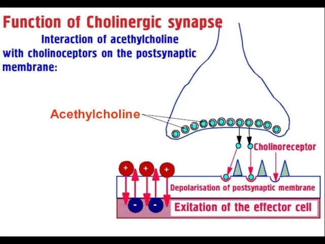 Acethylcholine