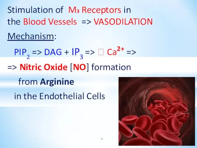 Stimulation of M3 Receptors in the Blood Vessels => VASODILATION Mechanism: