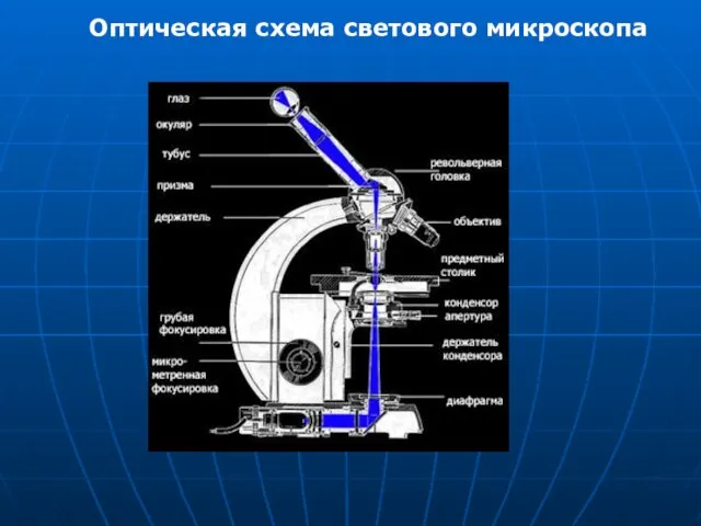 ордр Оптическая схема светового микроскопа