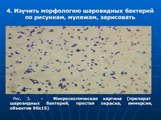 Рис. 3. - Микроскопическая картина (препарат шаровидных бактерий, простая окраска, иммерсия,