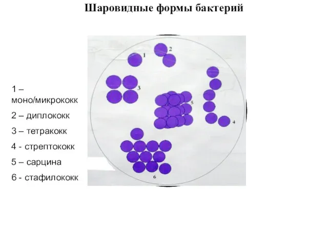 Шаровидные формы бактерий 1 – моно/микрококк 2 – диплококк 3 –