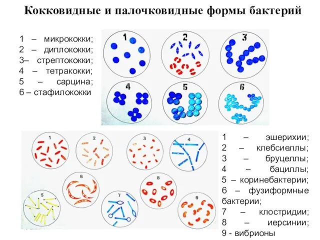 Кокковидные и палочковидные формы бактерий 1 – микрококки; 2 – диплококки;