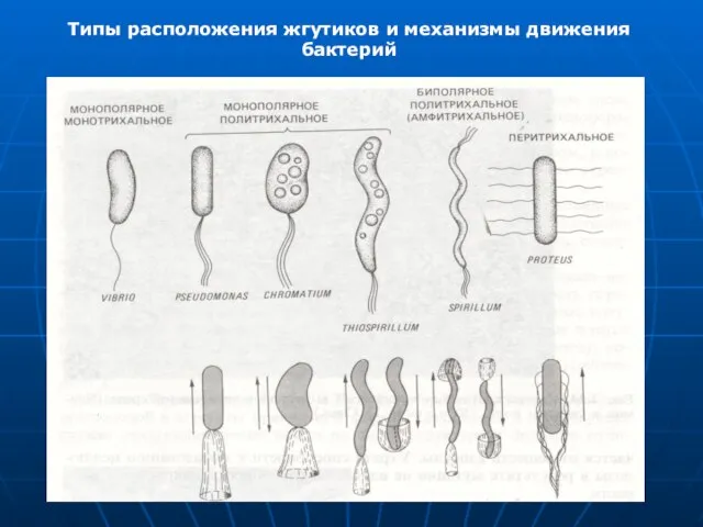 Типы расположения жгутиков и механизмы движения бактерий