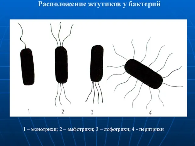 Расположение жгутиков у бактерий 1 – монотрихи; 2 – амфотрихи; 3 – лофотрихи; 4 - перитрихи