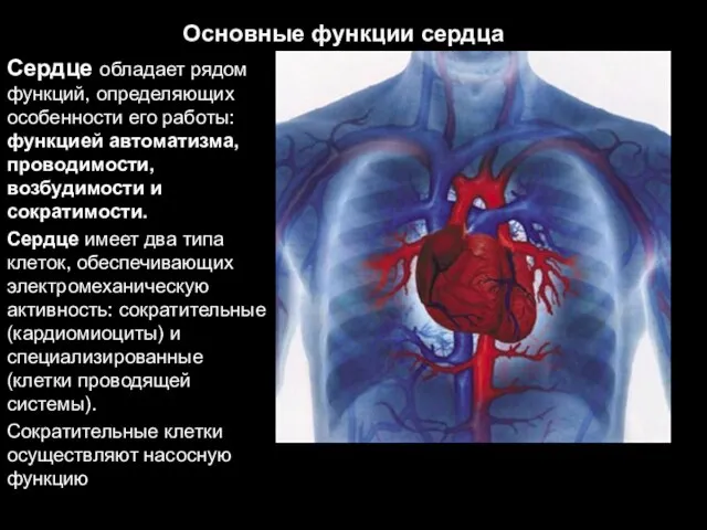 Основные функции сердца Сердце обладает рядом функций, определяющих особенности его работы: