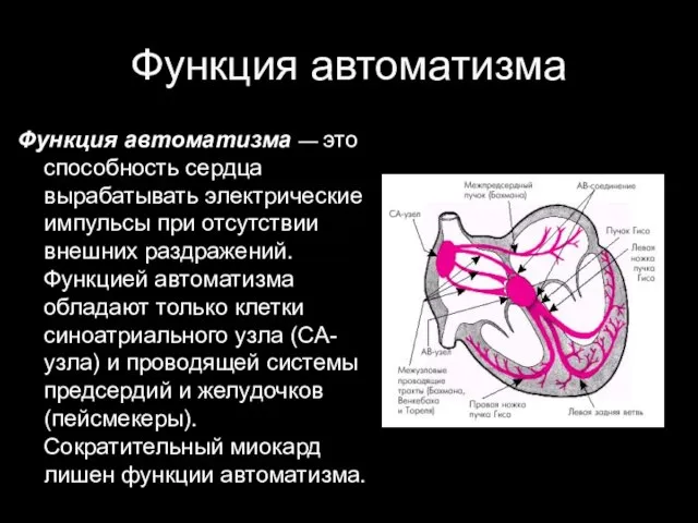 Функция автоматизма Функция автоматизма — это способность сердца вырабатывать электрические импульсы