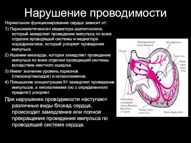 Нарушение проводимости Нормальное функционирование сердца зависит от: 1) Парасимпатического медиатора ацетилхолина,