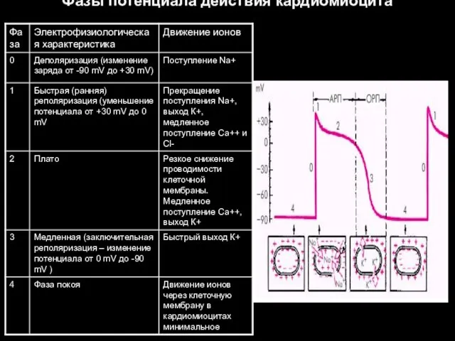 Фазы потенциала действия кардиомиоцита