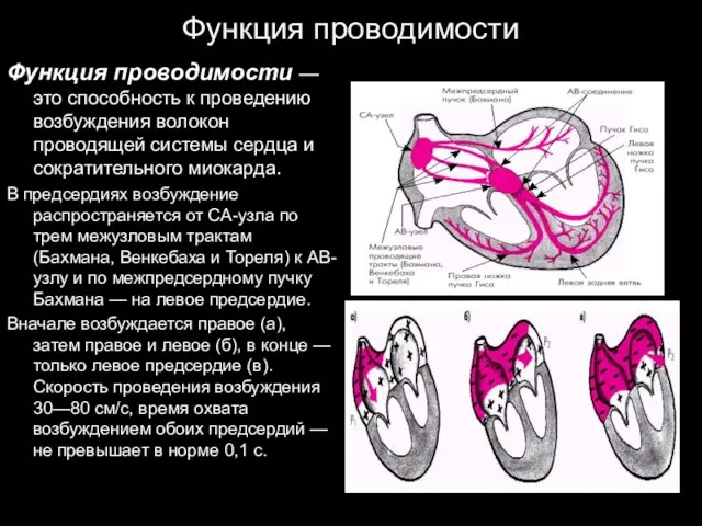 Функция проводимости Функция проводимости — это способность к проведению возбуждения волокон