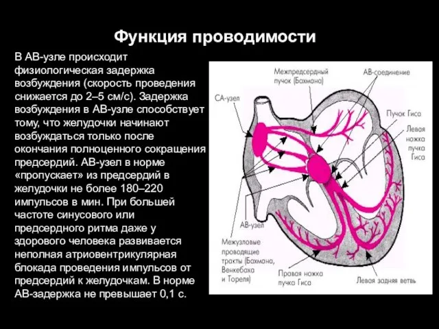 Функция проводимости В АВ-узле происходит физиологическая задержка возбуждения (скорость проведения снижается