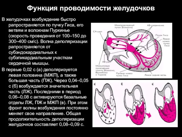 Функция проводимости желудочков В желудочках возбуждение быстро рапространяется по пучку Гиса,