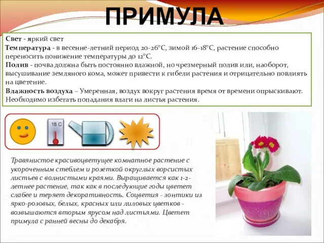 ПРИМУЛА Свет - яркий свет Температура - в весенне-летний период 20-26°C,