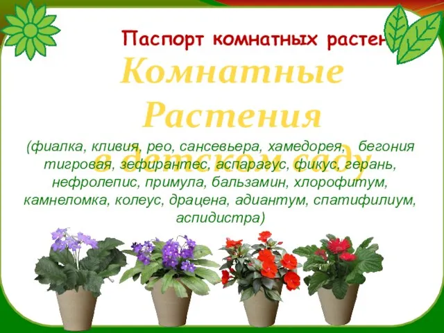 Паспорт комнатных растений Комнатные Растения в детском саду (фиалка, кливия, рео,