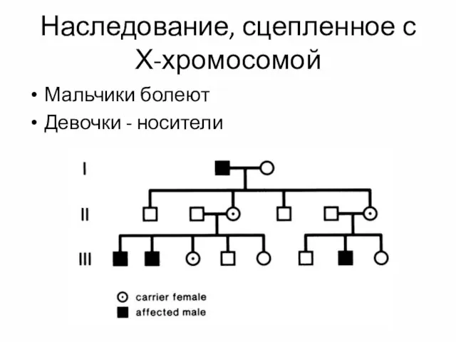 Наследование, сцепленное с Х-хромосомой Мальчики болеют Девочки - носители