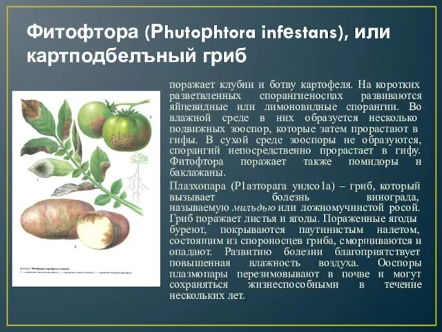 Фитофтора (Рhutoрhtora infеstans), или картподбелъный гриб поражает клубни и ботву картофеля.