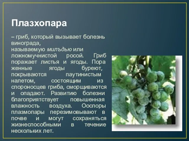 Плазхопара – гриб, который вы­зывает болезнь винограда, называемую милъдью или ложномучнистой