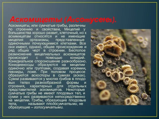 Аскомицеты (Аsсоmусеtеs). Аскомицеты, или сумча­тые грибы, различны по строению и свойствам,