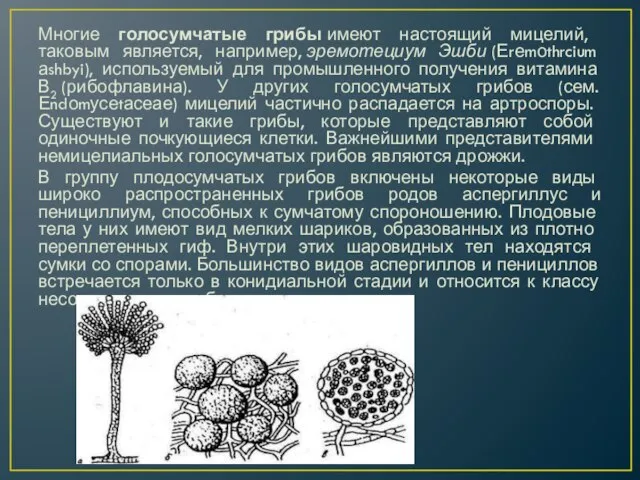 Многие голосумчатые грибы имеют настоящий мице­лий, таковым является, например, эремотециум Эшби