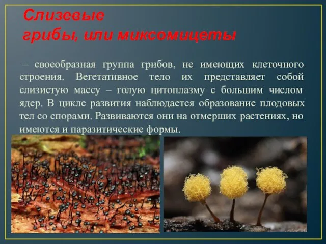 Слизевые грибы, или миксомицеты – своеобразная группа грибов, не имеющих клеточного