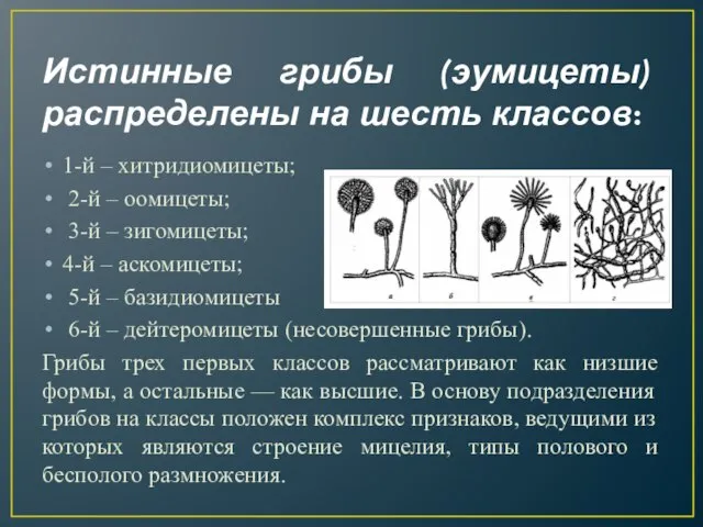 Истинные грибы (эумицеты) распределены на шесть классов: 1-й – хитридиомицеты; 2-й