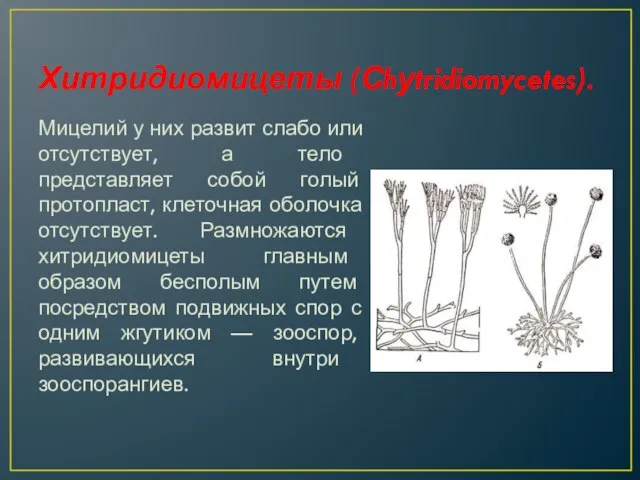 Хитридиомицеты (Сhуtridiomycetes). Мицелий у них развит слабо или отсутствует, а тело