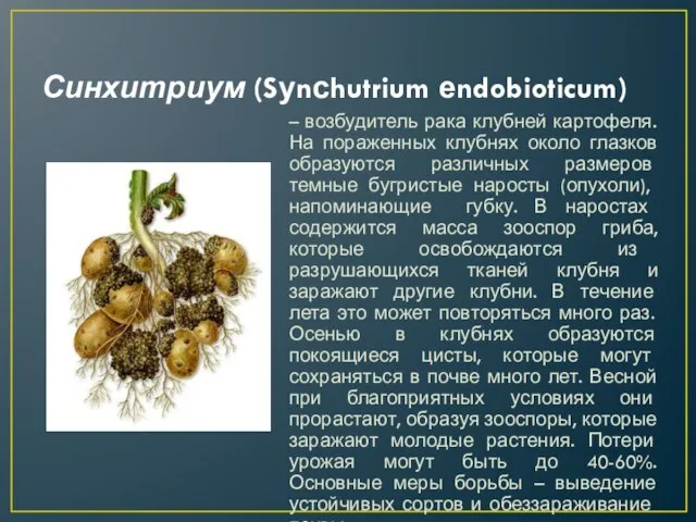 Синхитриум (Sуnсhutrium еndobioticum) – возбудитель рака клубней картофеля. На пораженных клубнях