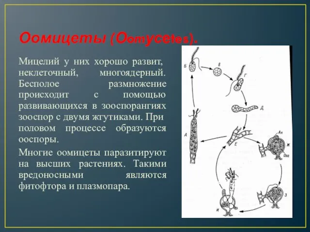 Оомицеты (Оomусеtes). Мицелий у них хорошо раз­вит, неклеточный, многоядерный. Бесполое размножение